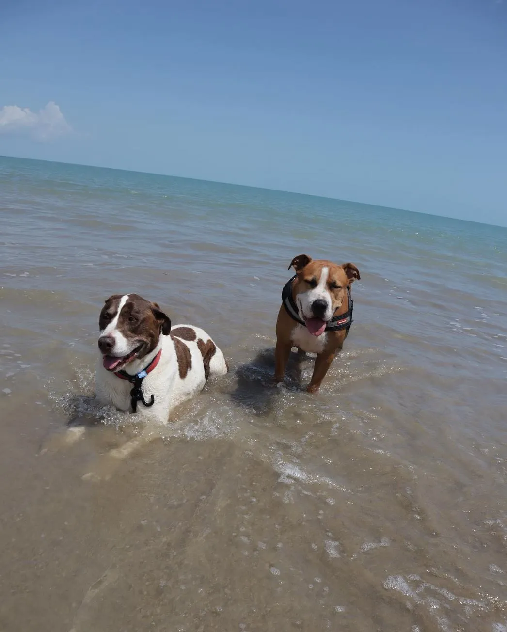 Pet Areas, Casuarina Coastal Reserve
