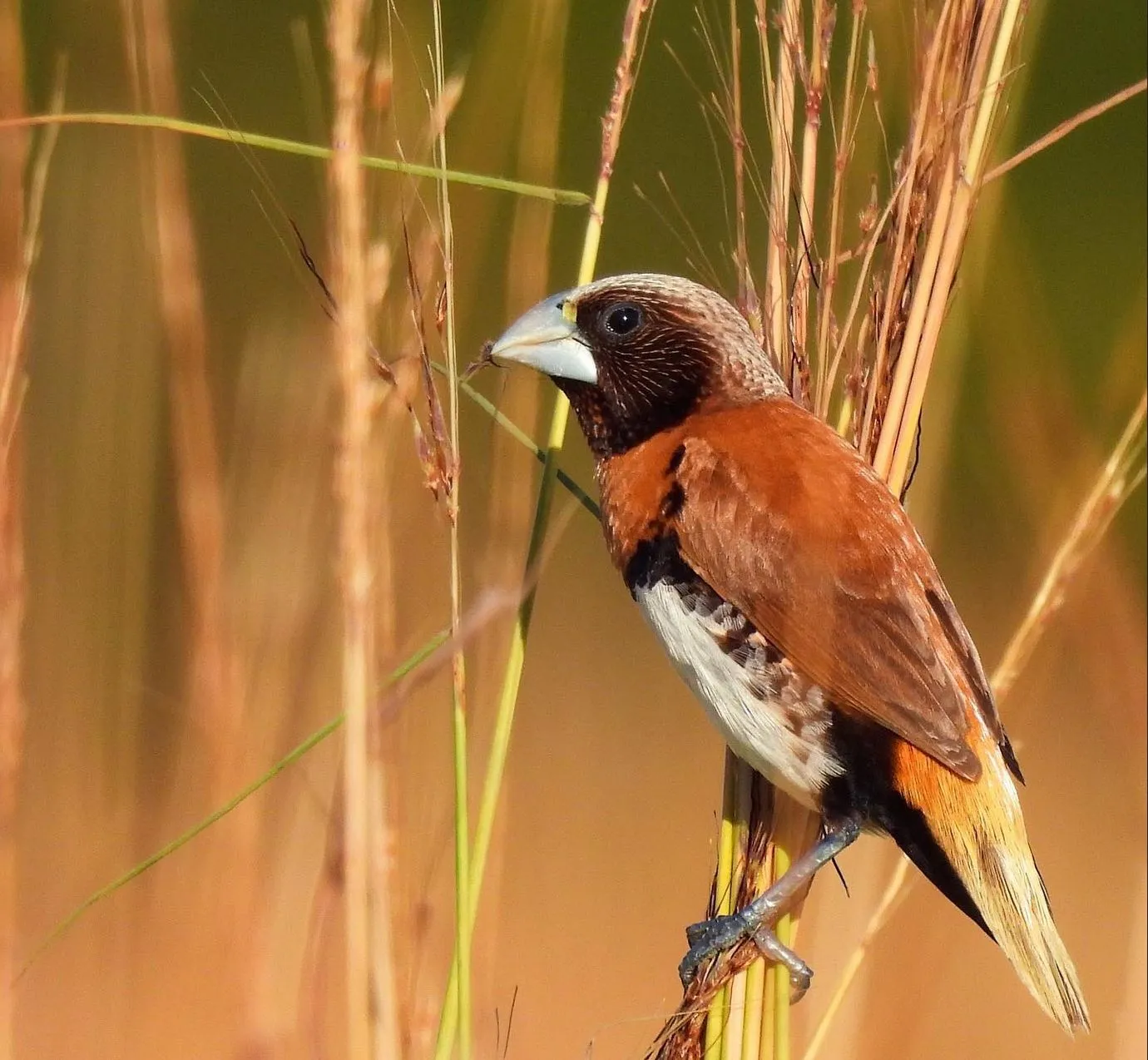 Thriving Wildlife, bird, Casuarina Coastal Reserve