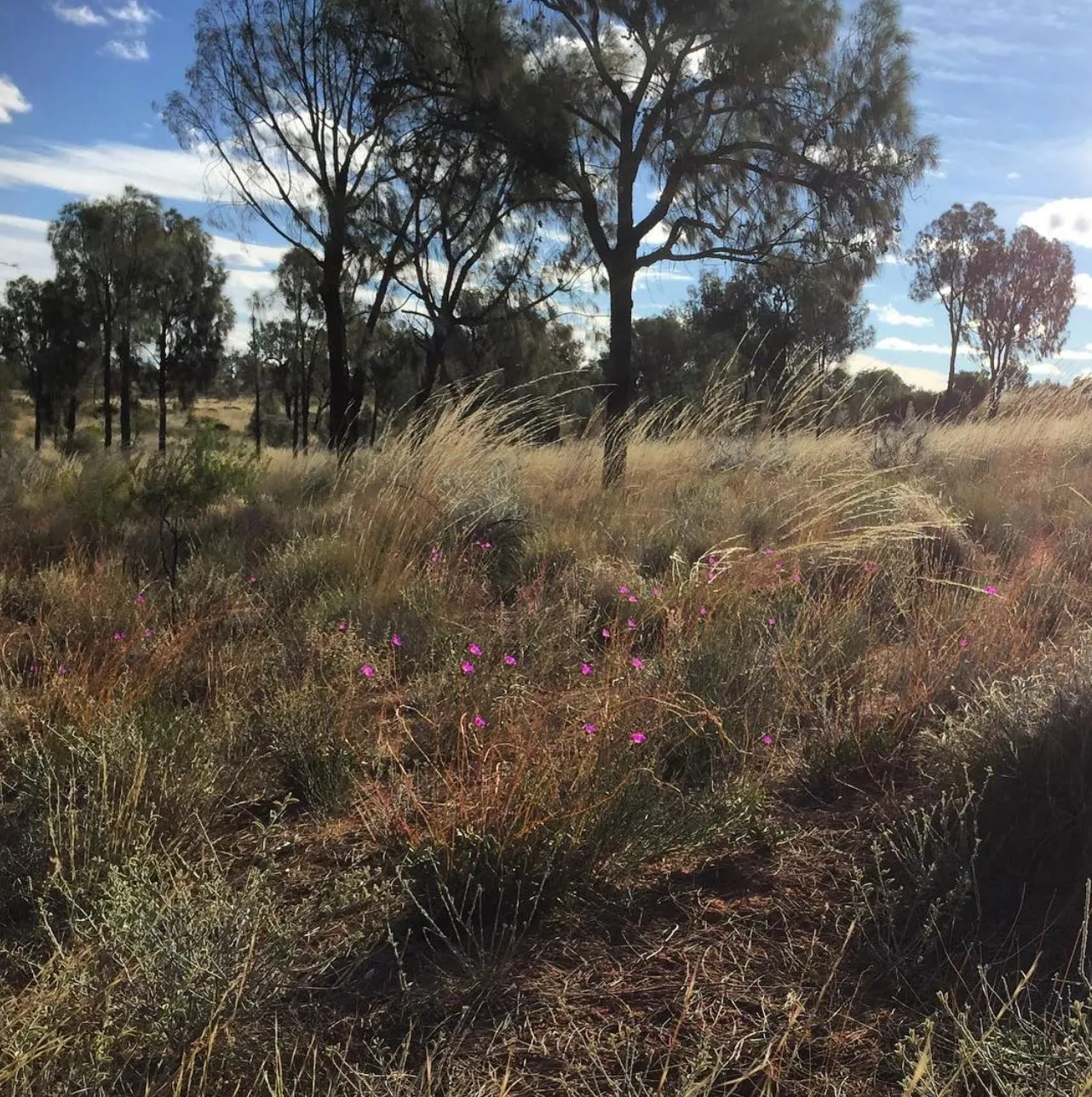desert oaks, Uluru-Kata Tjuta